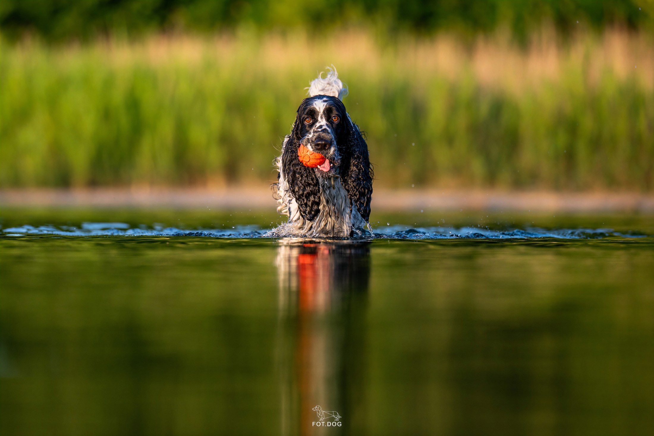 Tesla Springer Spaniel
