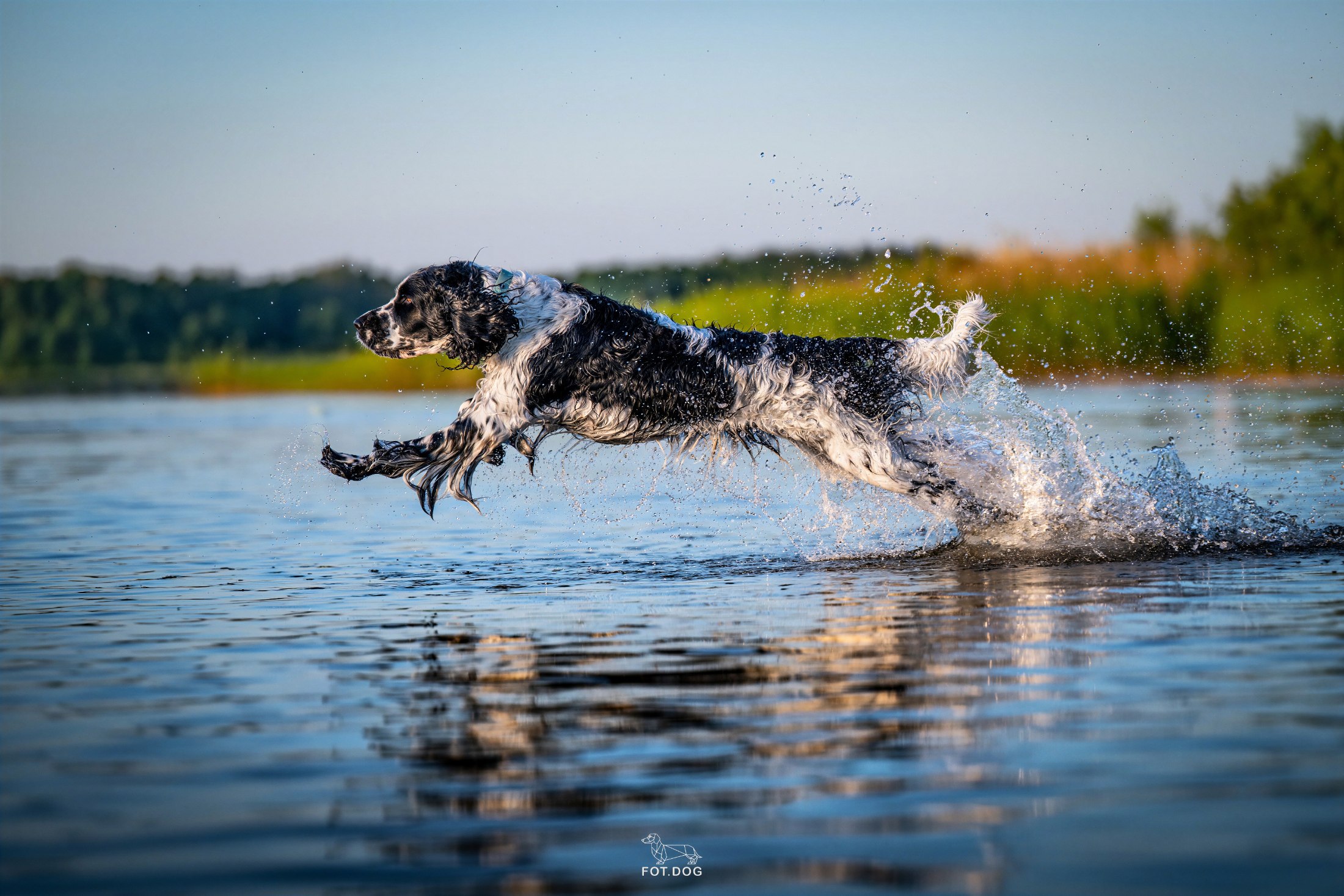 Springer